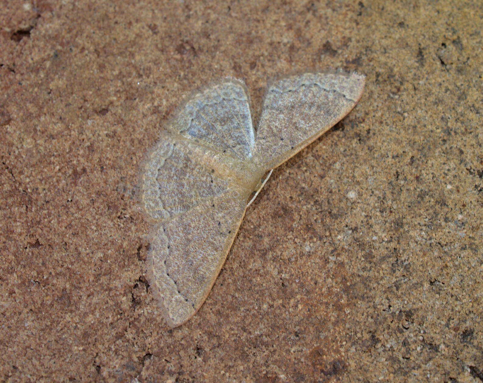 Not a very nice name_20210902.jpg